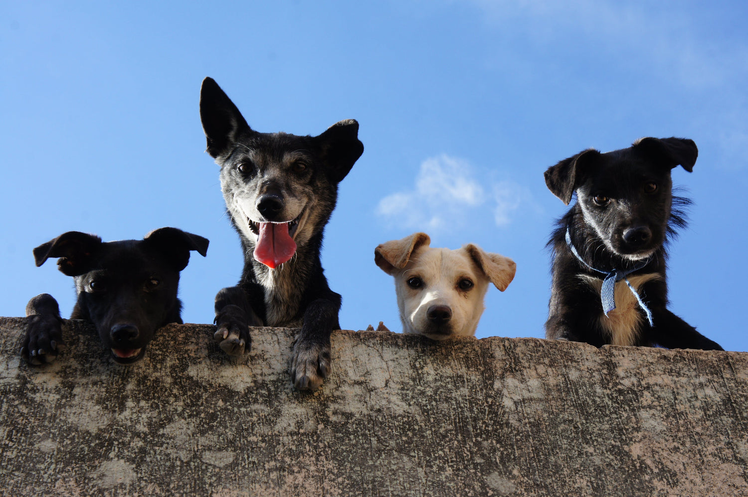 Furry Friends